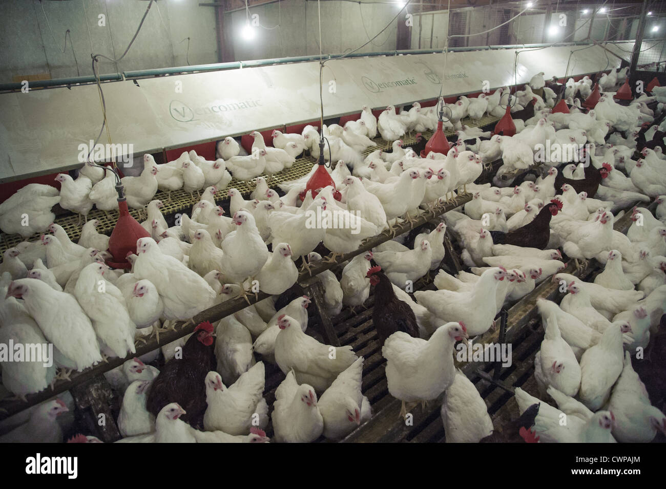 Indoors inside chickens uk hires stock photography and images Alamy