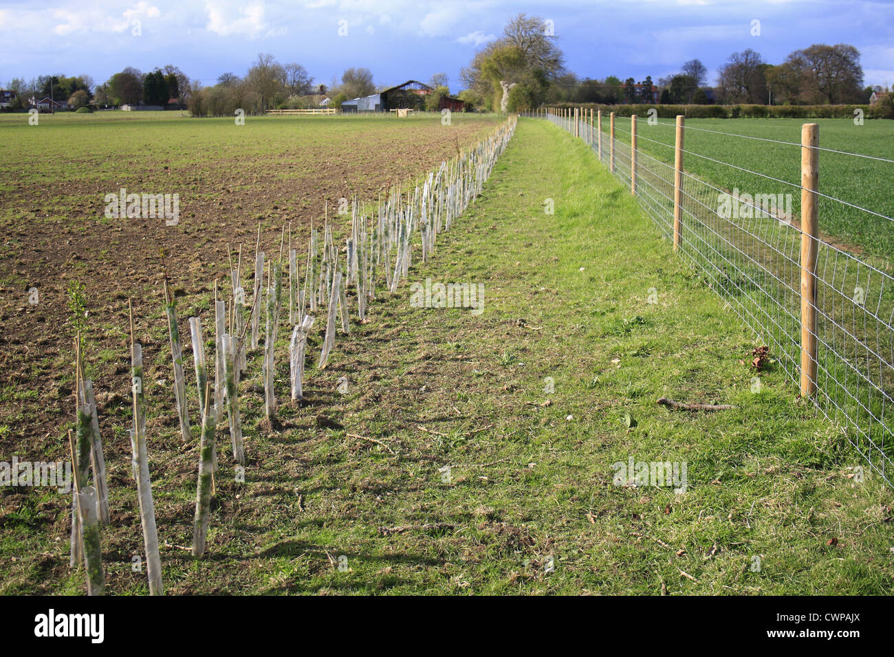 Newly planted tree saplings protected with plastic sleeves and wire fencing at edge of field, Bacton, Suffolk, England, april Stock Photo