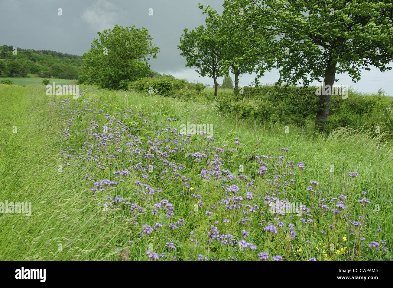 Phacelia gamecover crop beside hedgerow, Shropshire, England, june Stock Photo