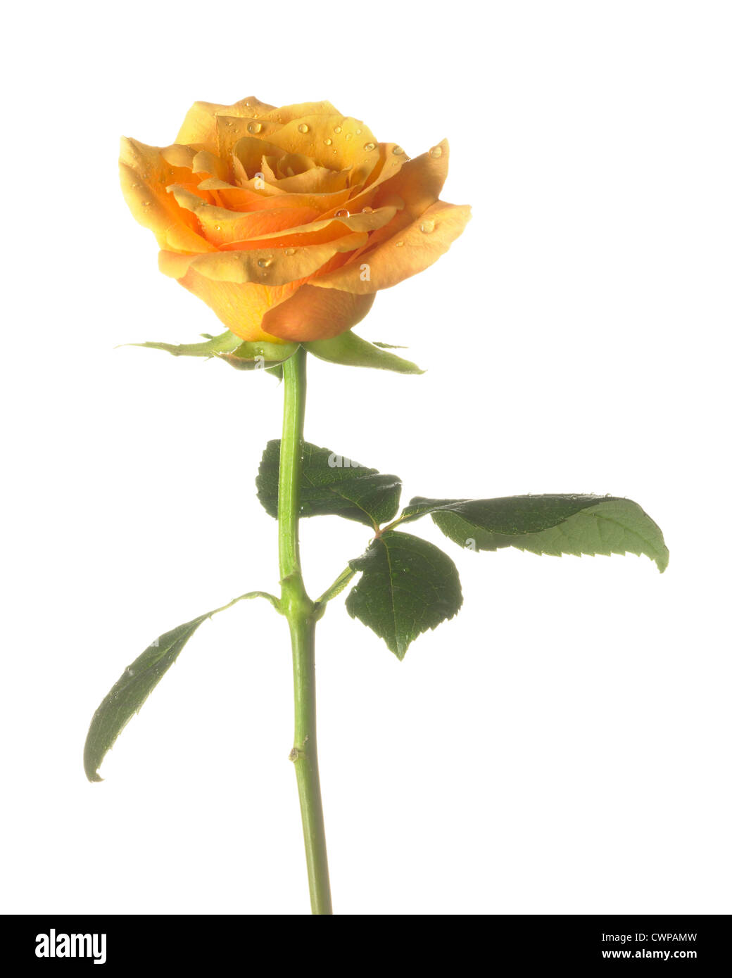 Cut rose stem angle hi-res stock photography and images - Alamy