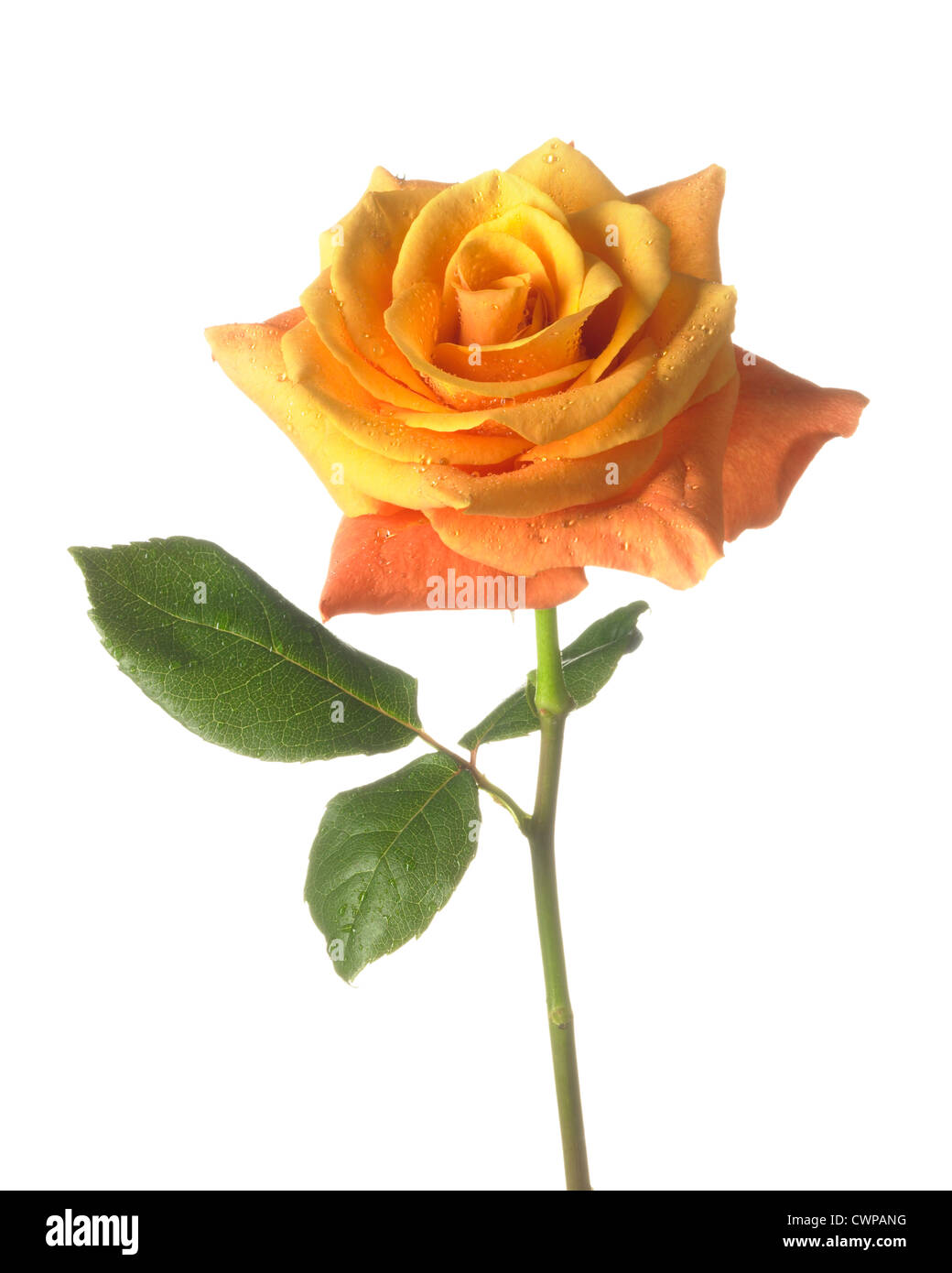 Cut rose stem angle hi-res stock photography and images - Alamy