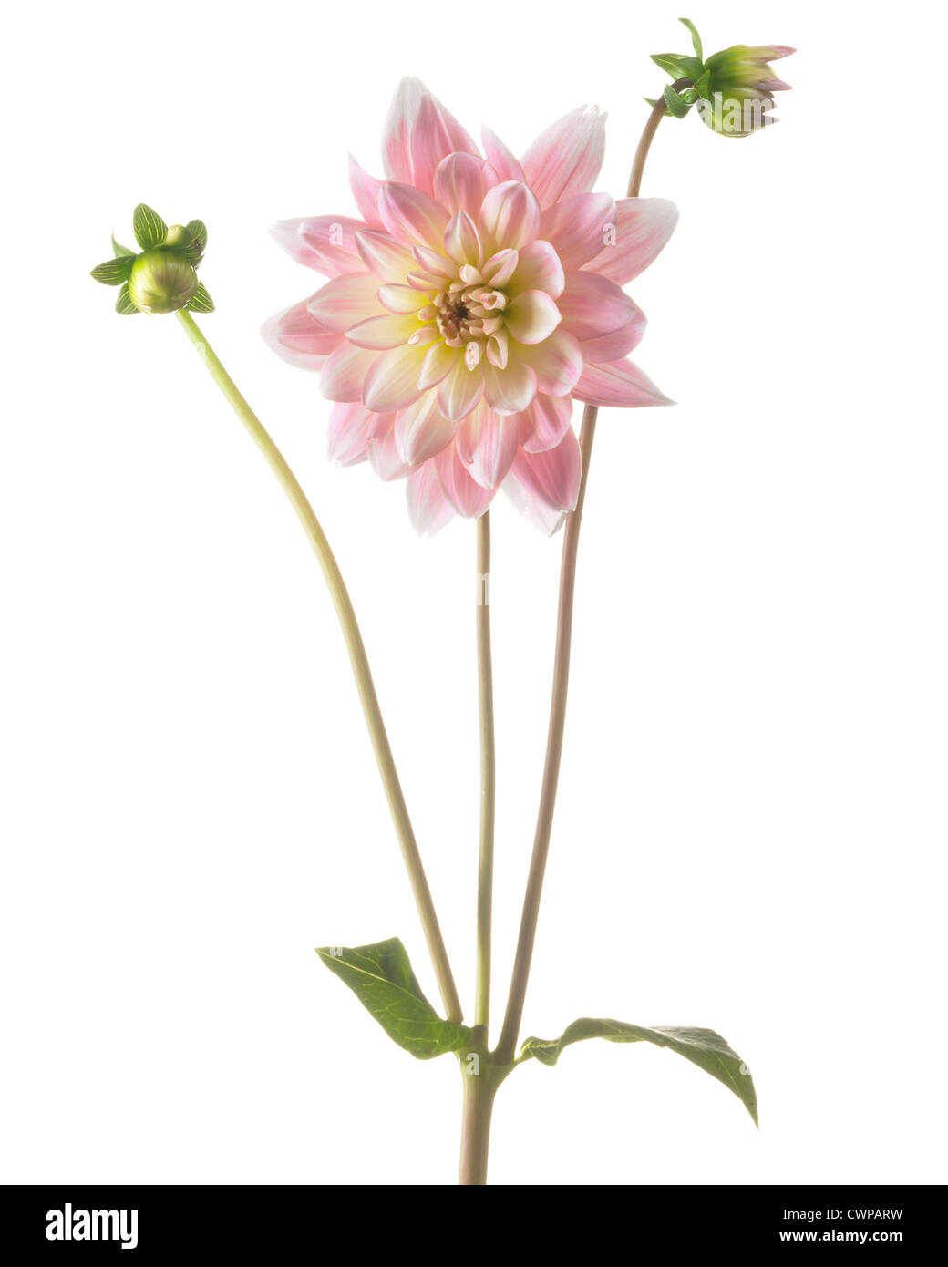Plain dahlia hi-res stock photography and images - Alamy