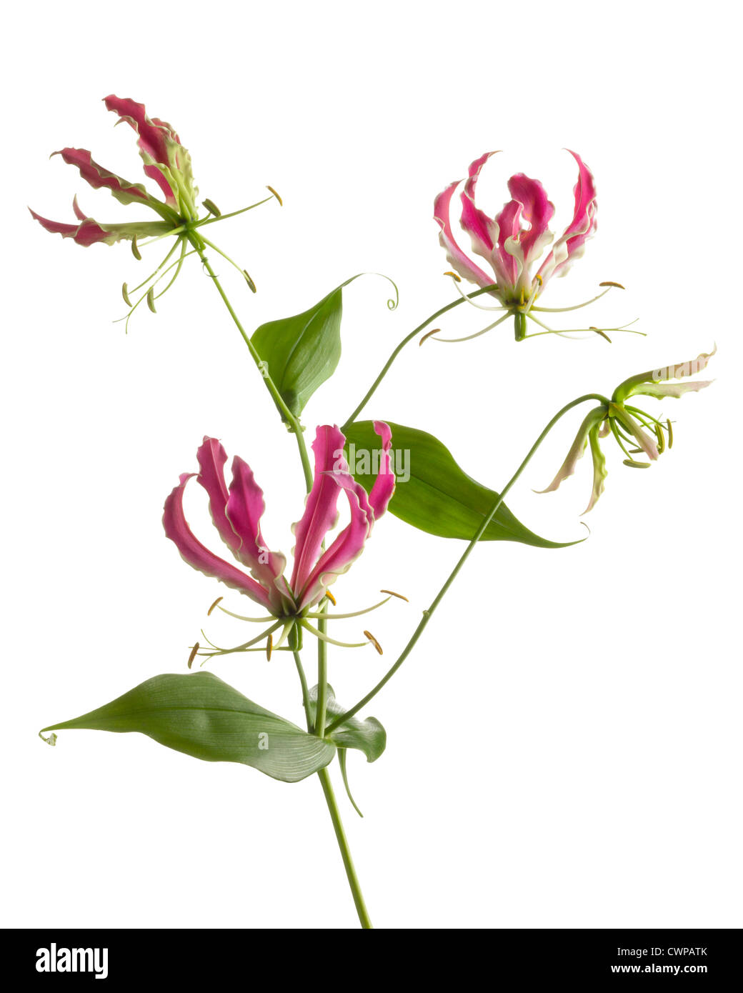 Gloriosa superba 'Rothschildiana', Gloriosa lily Stock Photo