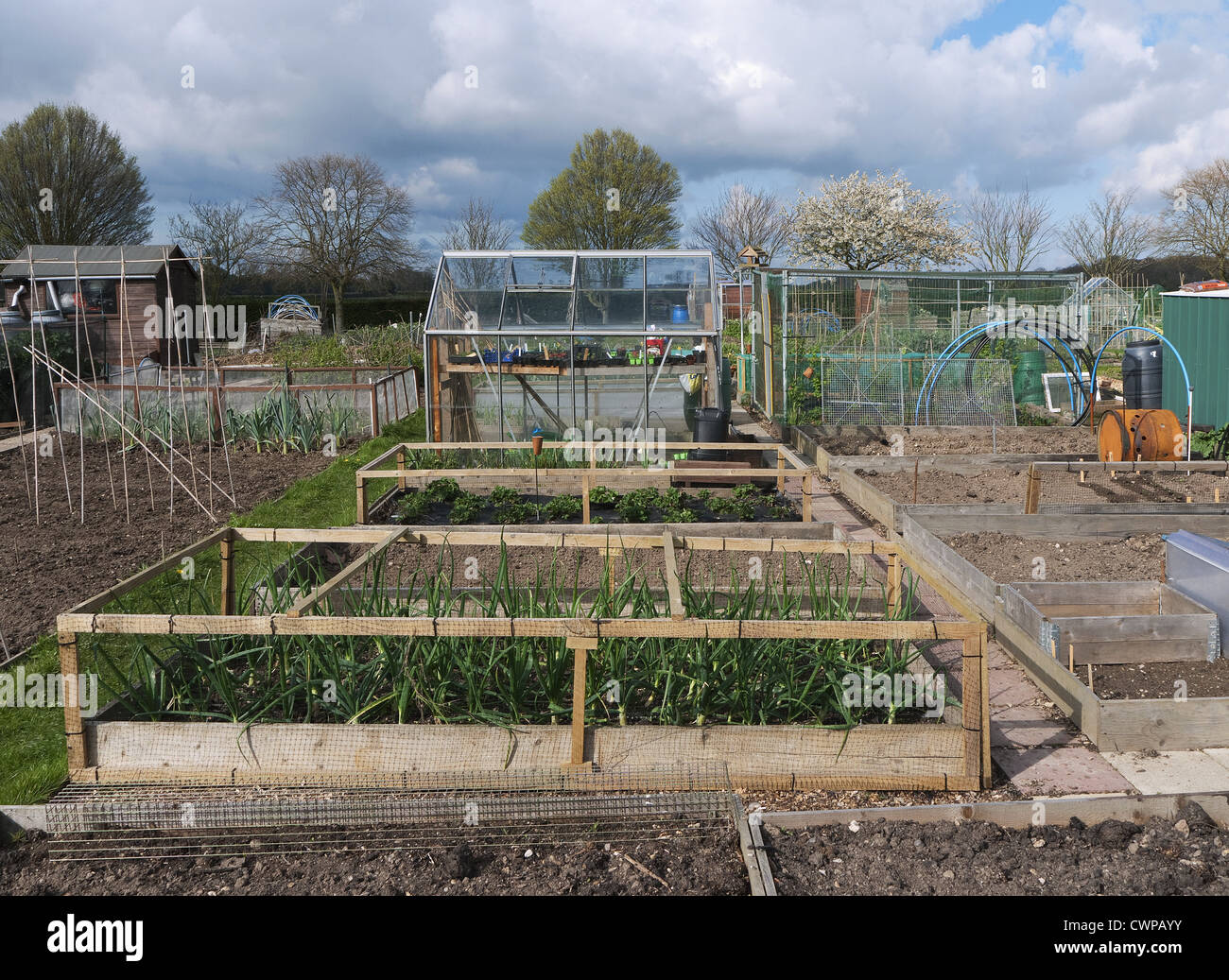 Town allotment garden, Sprowston, Norfolk, England, april Stock Photo