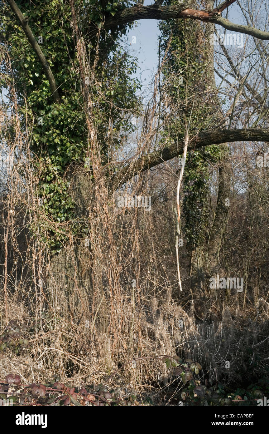 Tree Over Growing Patterns Forest overgrowth plants trees hi-res stock photography and images - Alamy