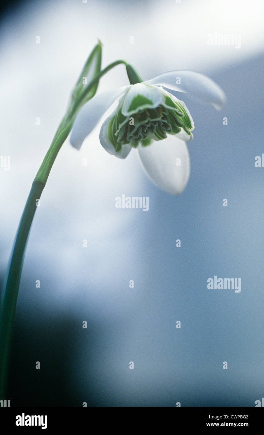 Galanthus desdemona, Snowdrop Stock Photo