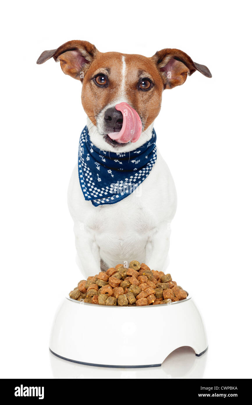 dog licking bowl Stock Photo Alamy