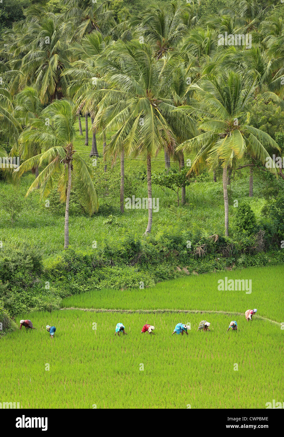 Indian women working in a paddy field Andhra Pradesh South India Stock Photo