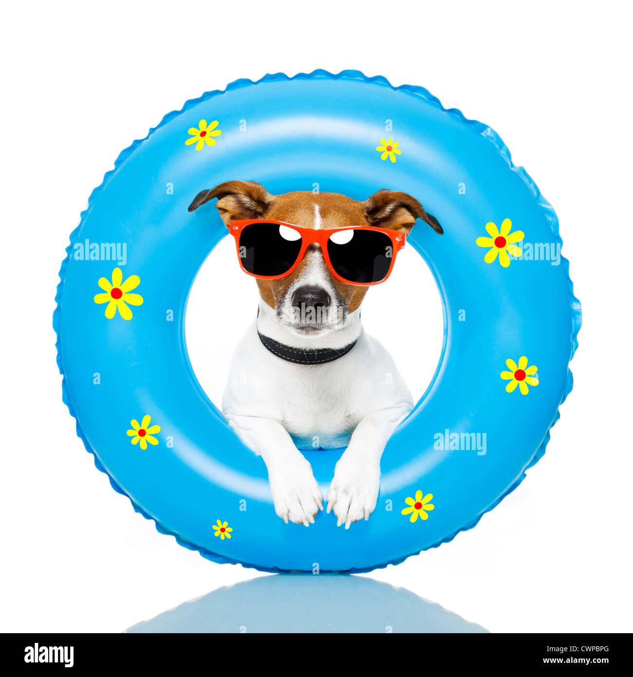 dog sunbathing with air mattress Stock Photo Alamy