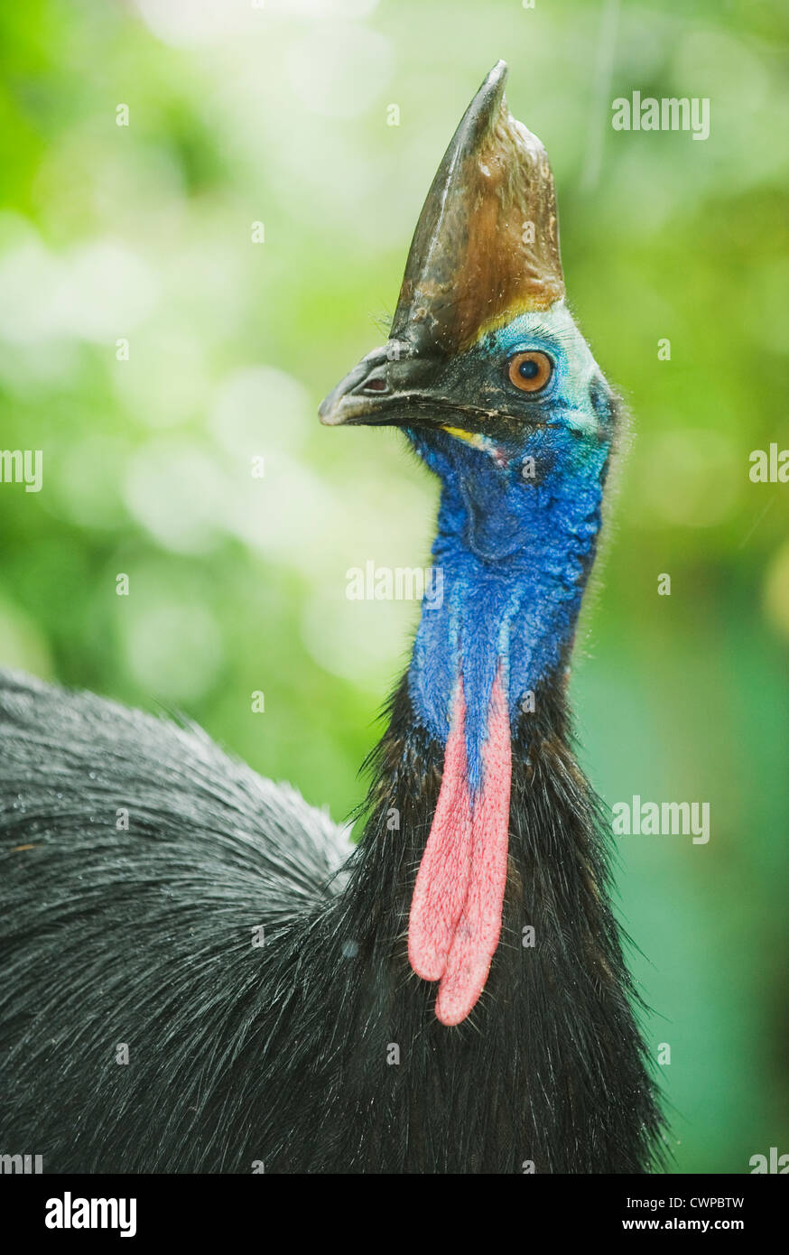 Southern or Double-Wattled Cassowary (Casuarius casuarius), adult male ...