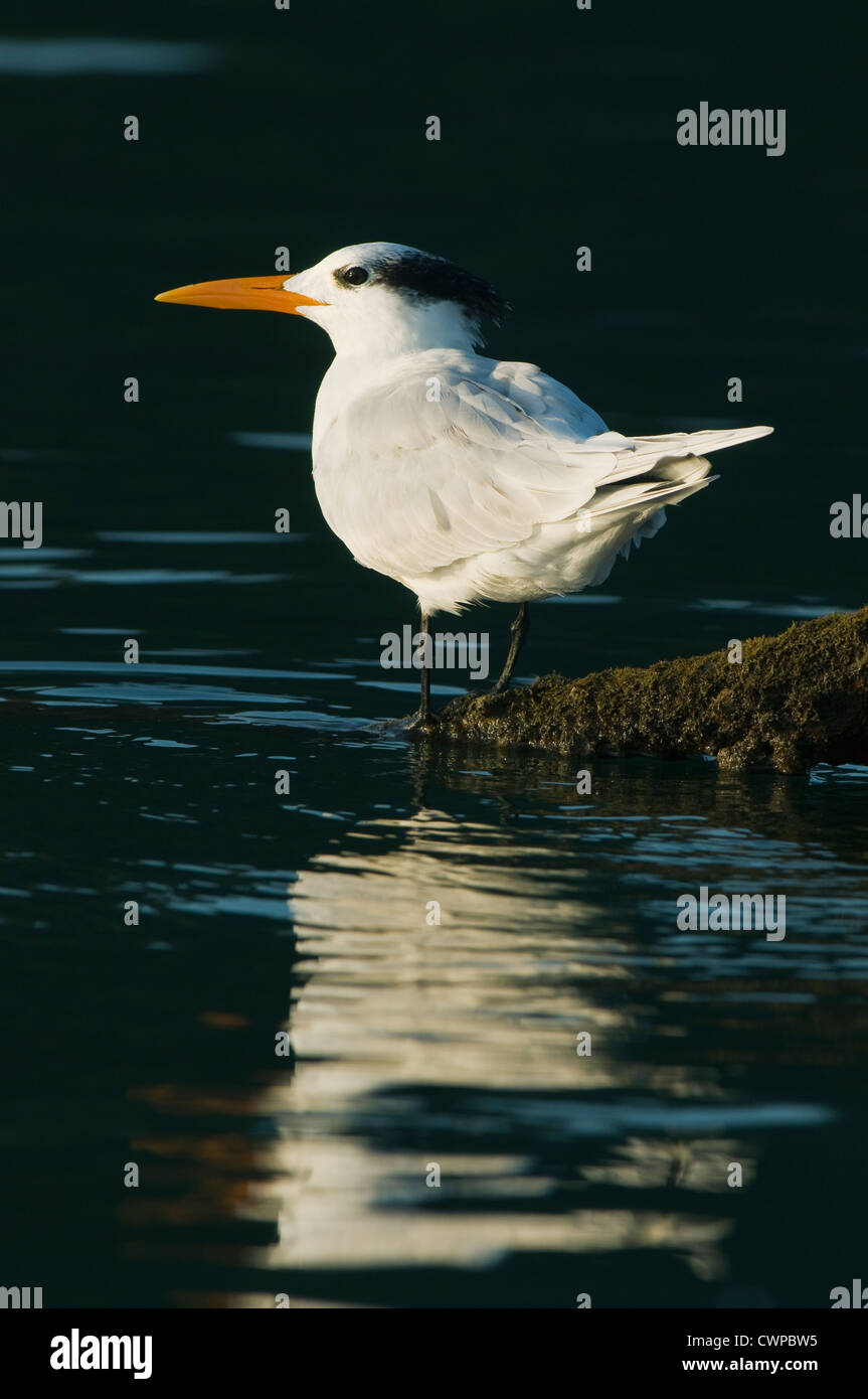 Royal Tern (Sterna maxima) roosting on abandoned dock, Haitises National Park, Dominican Republic Stock Photo