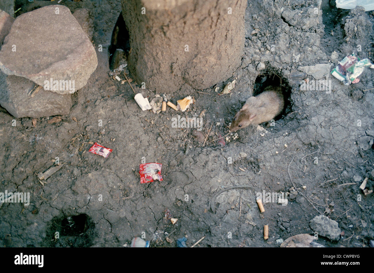 Street rat vermin feeding in the gutter in Bangkok in Thailand in the ...