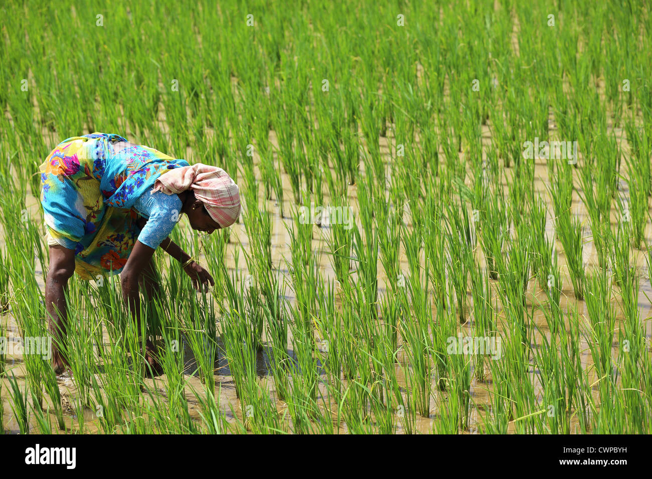 Indian woman working in a paddy Andhra Pradesh South India Stock Photo ...