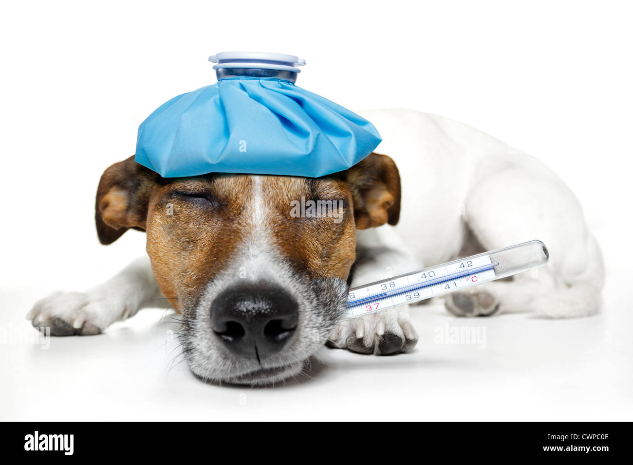 sick dog fever pain Stock Photo Alamy