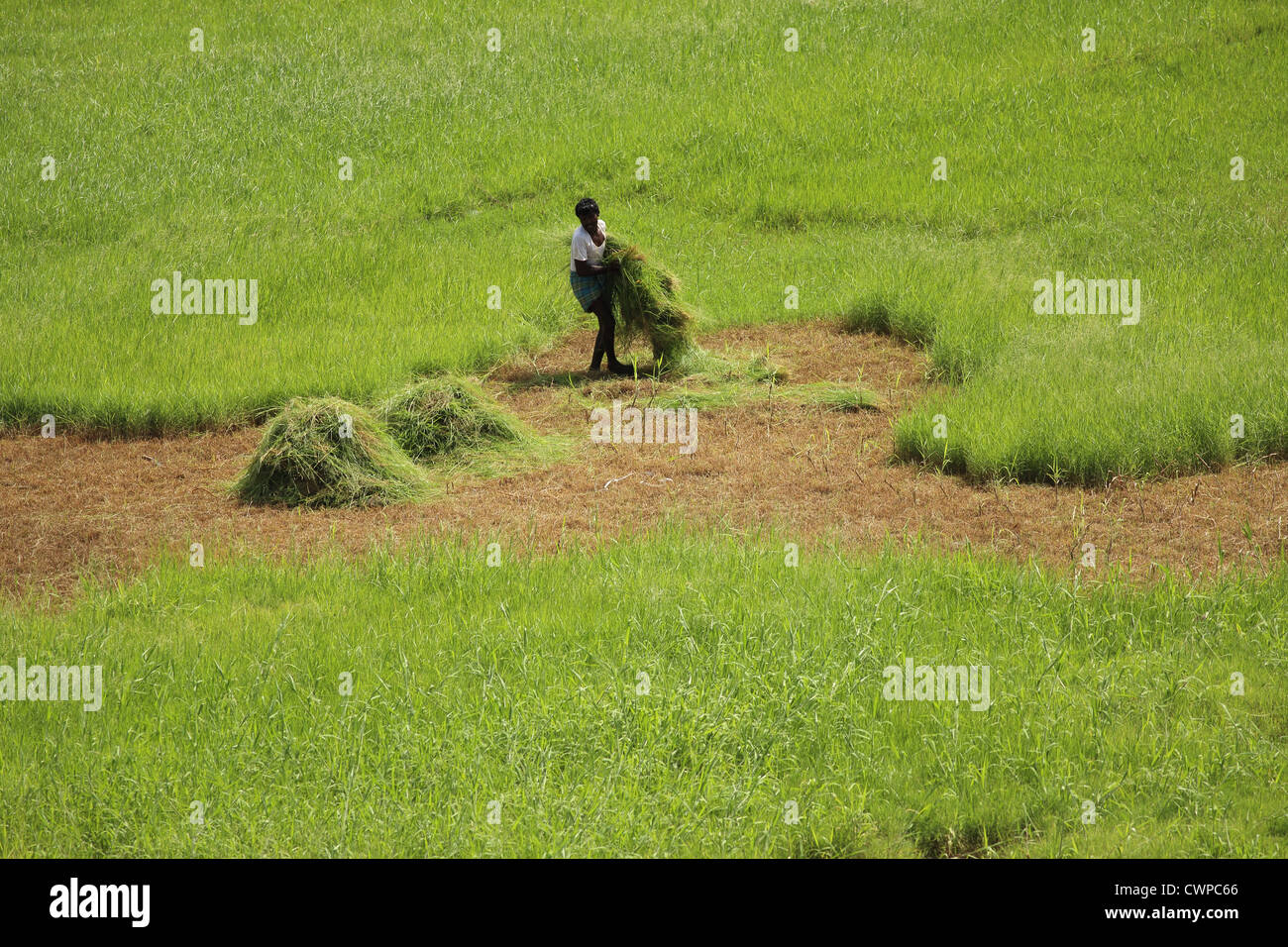 Indian farmer collecting grass Andhra Pradesh South India Stock Photo ...