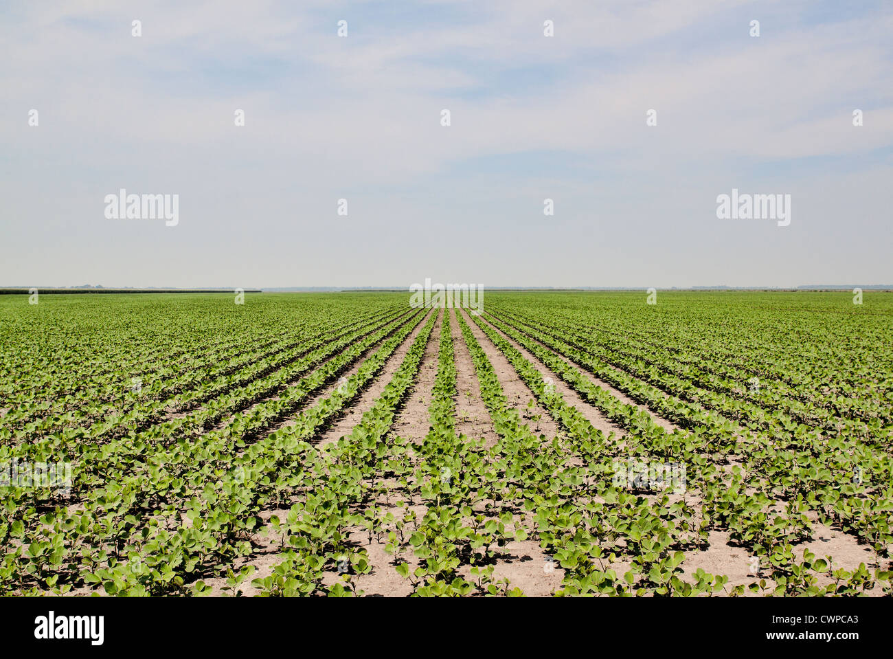 Rows of young bean plants fade into the distance. This shot is evenly ...