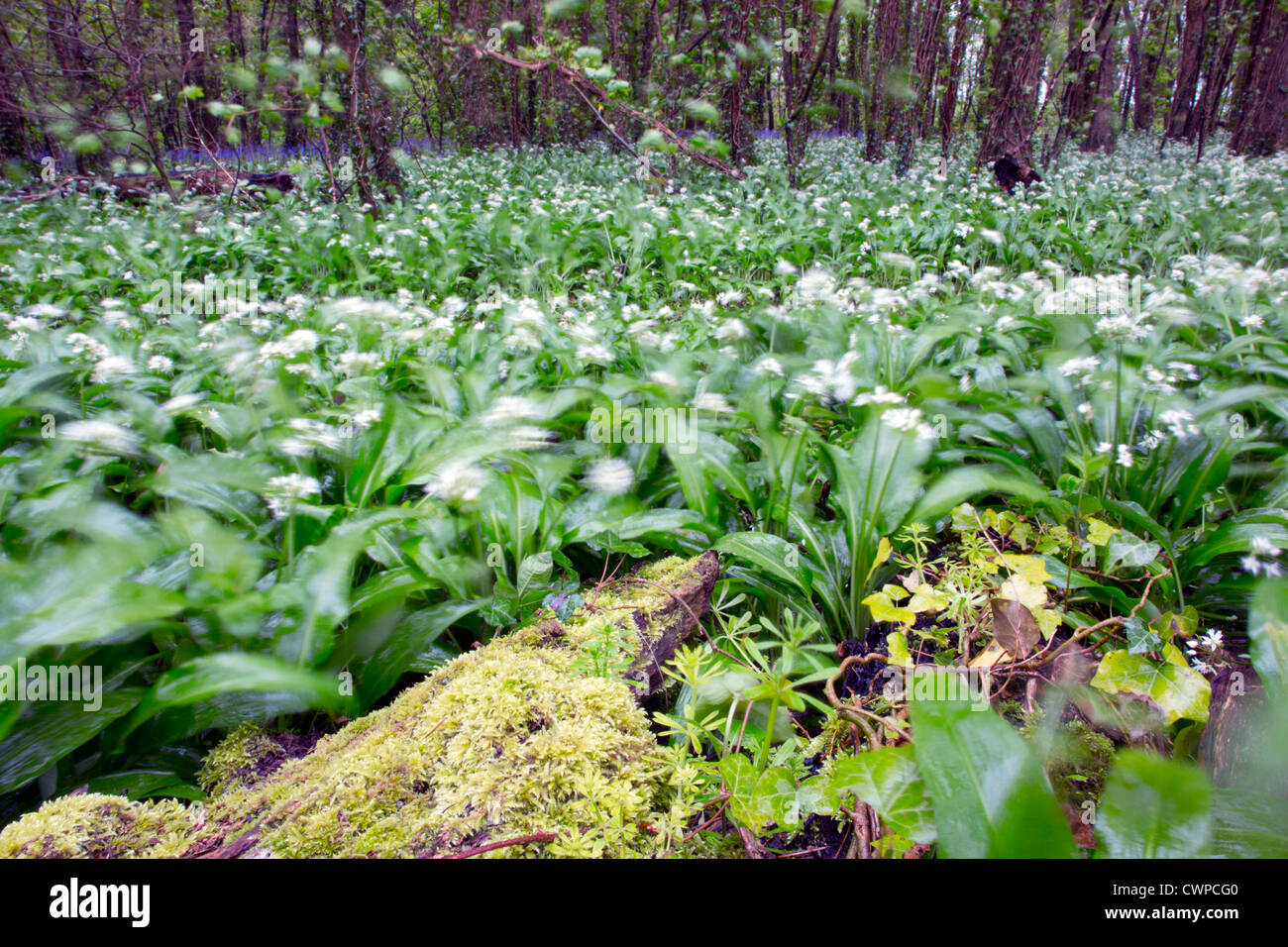 Wild Garlic; Allium ursinum; Pencarrow; Cornwall; UK; spring; wind