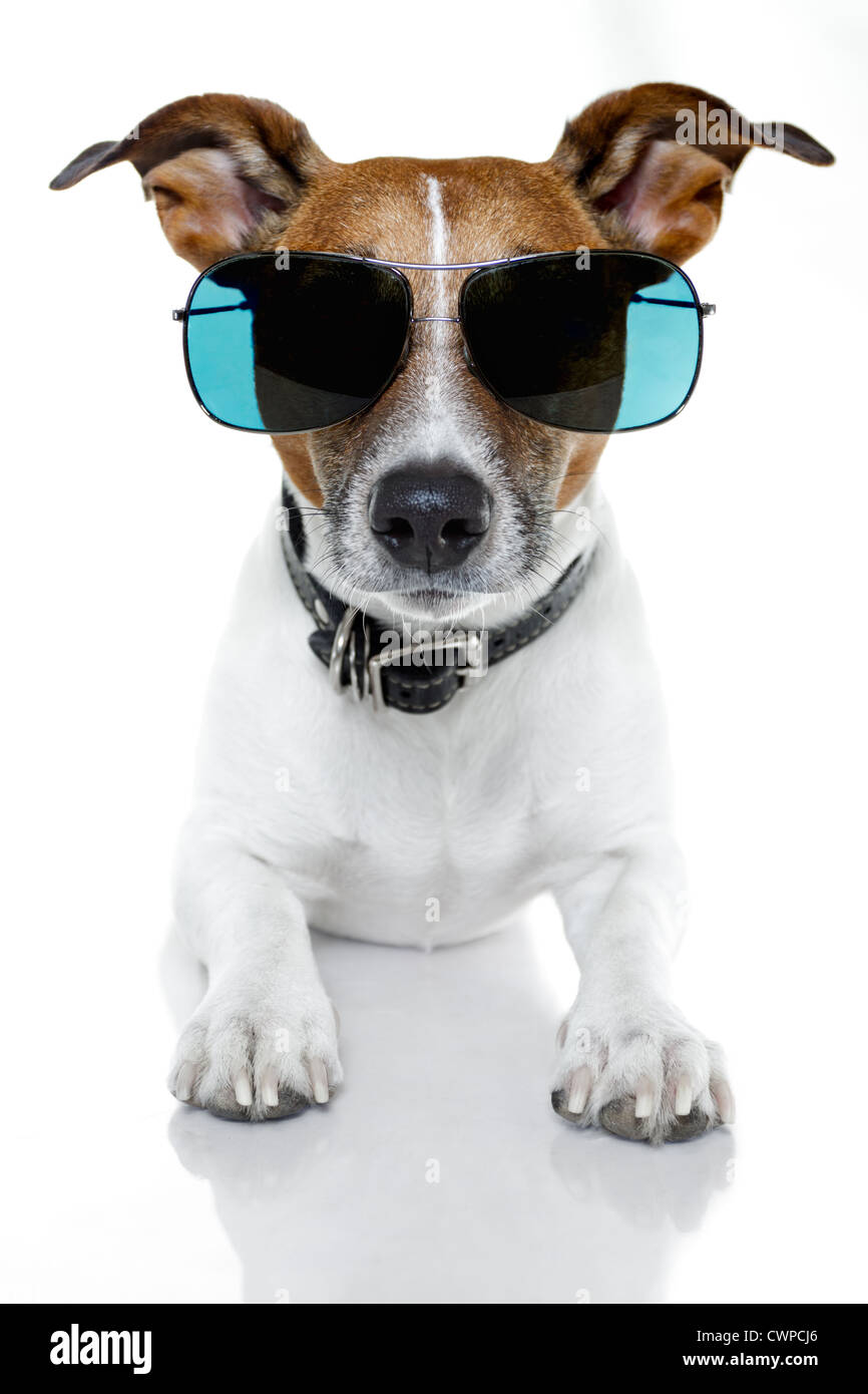 dog sunglasses funny Stock Photo Alamy