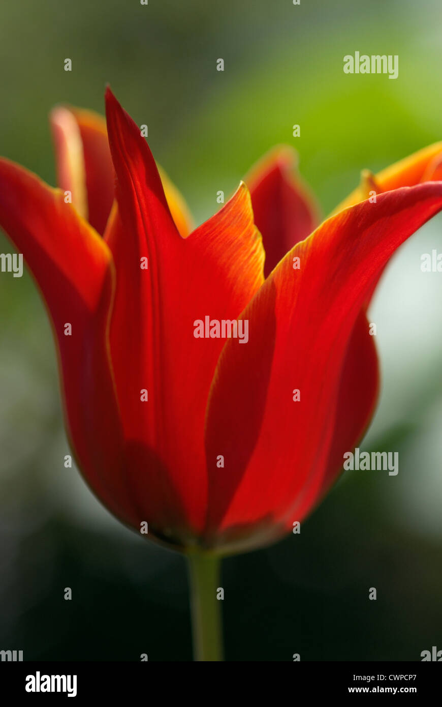 Tulip facing hi-res stock photography and images - Alamy