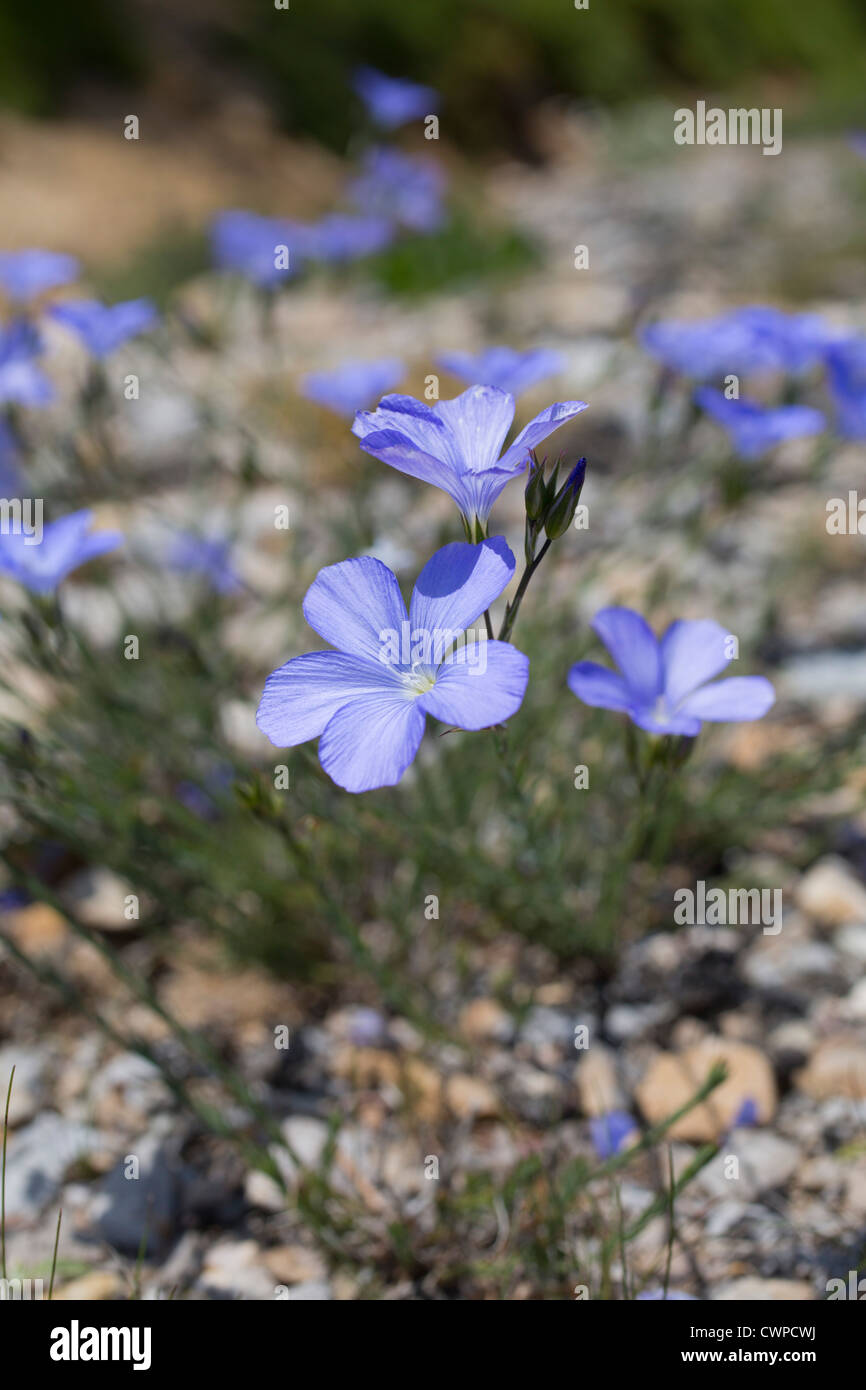 Perennial Flax; Linum perenne; Pyrenees; Spain Stock Photo