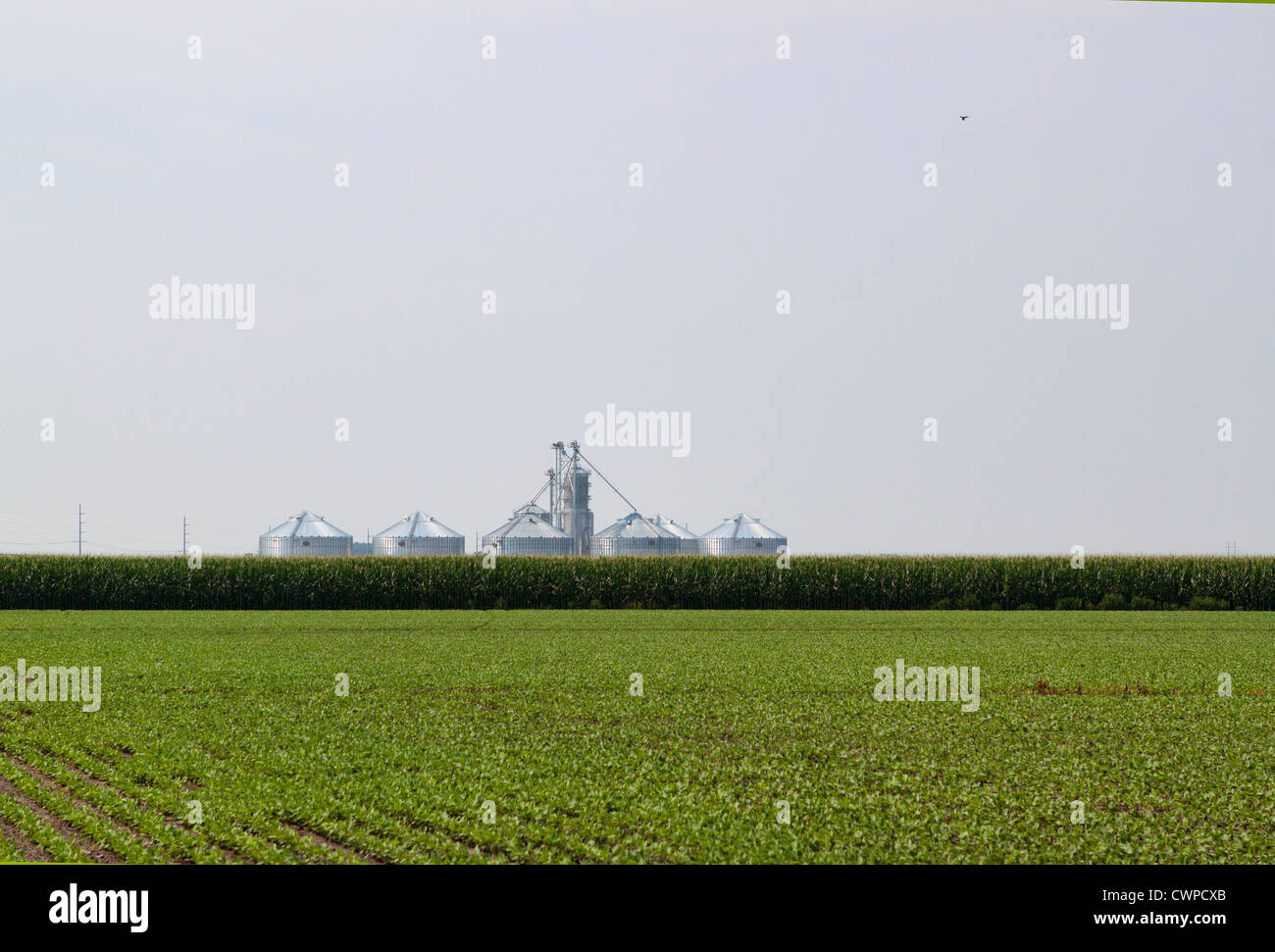 Silos in the Corn Stock Photo Alamy