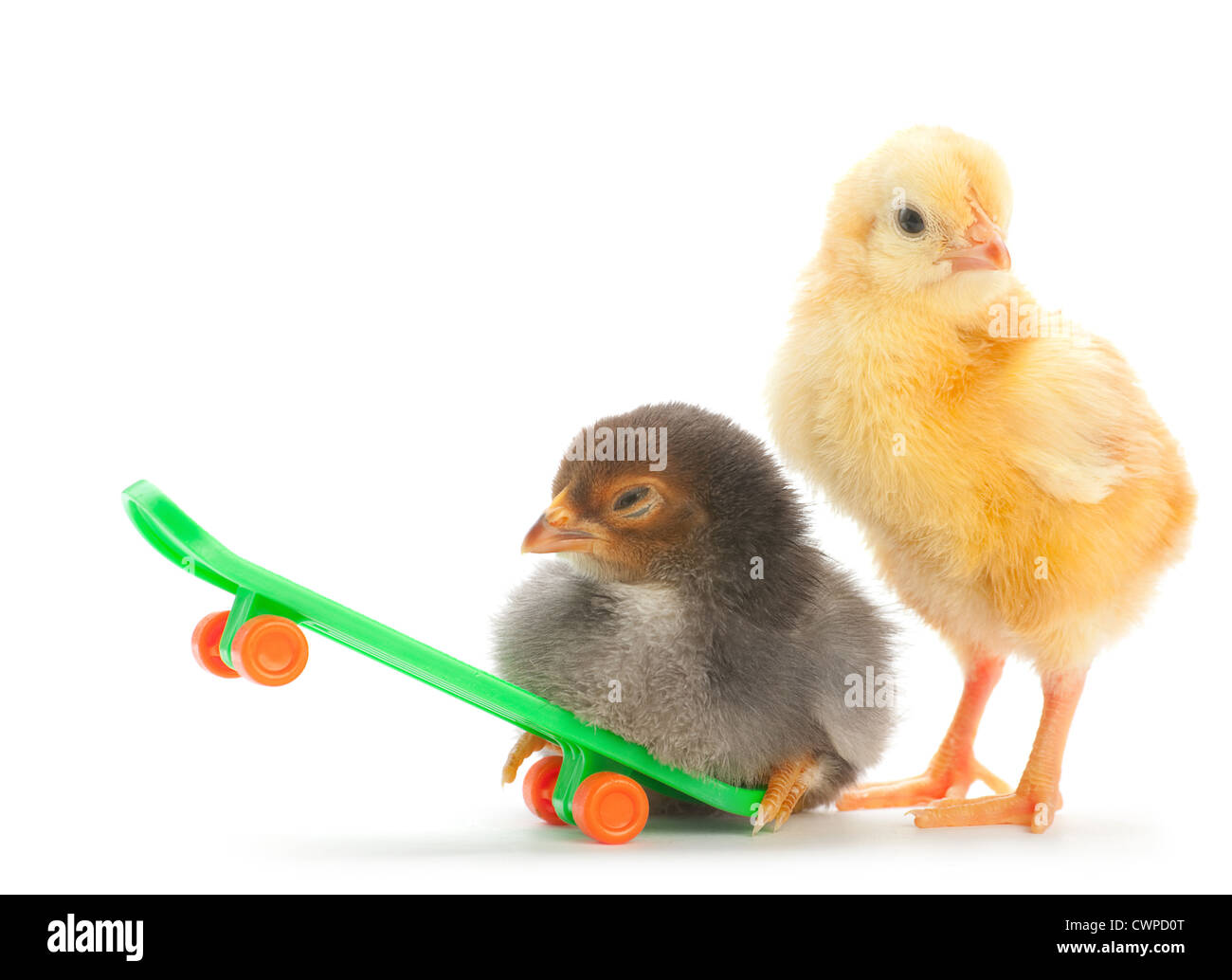 Baby chicken on skateboard isolated Stock Photo - Alamy