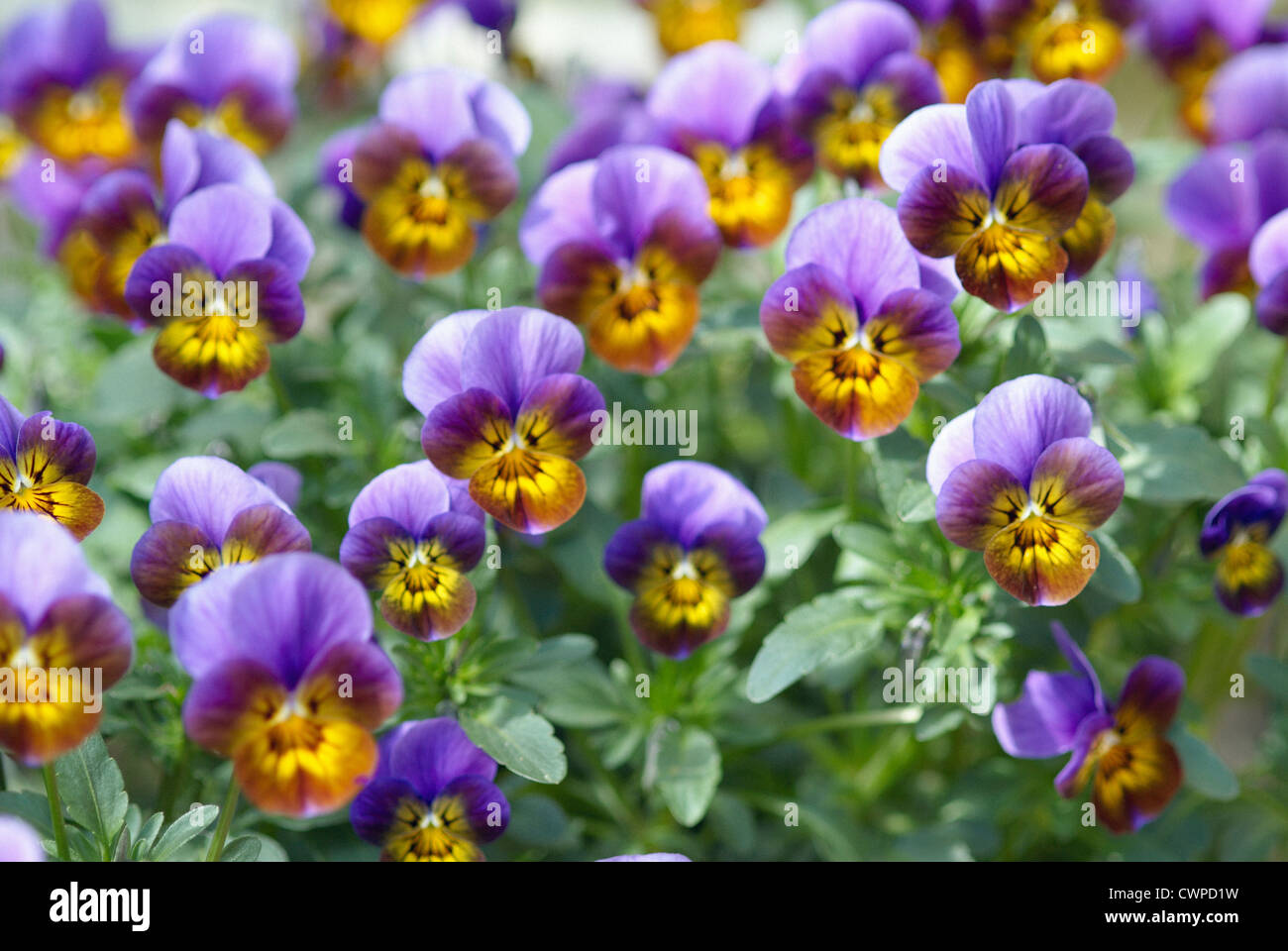 Viola tricolor, Heartsease Stock Photo Alamy