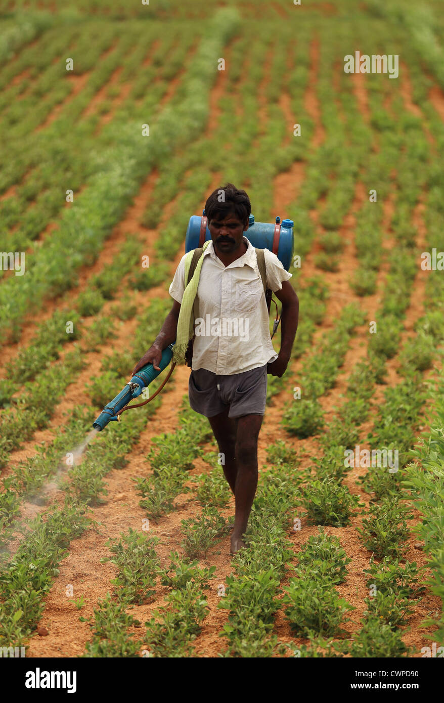 Indian farmer spraying pesticide Andhra Pradesh South India Stock Photo