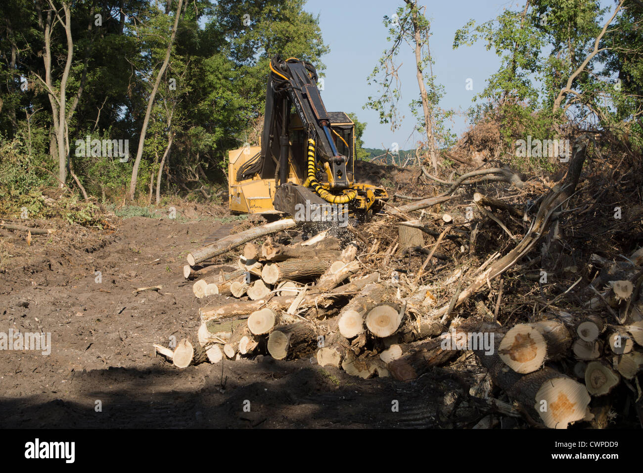 tracked logging machine cutting trees and stacking logs. Stock Photo