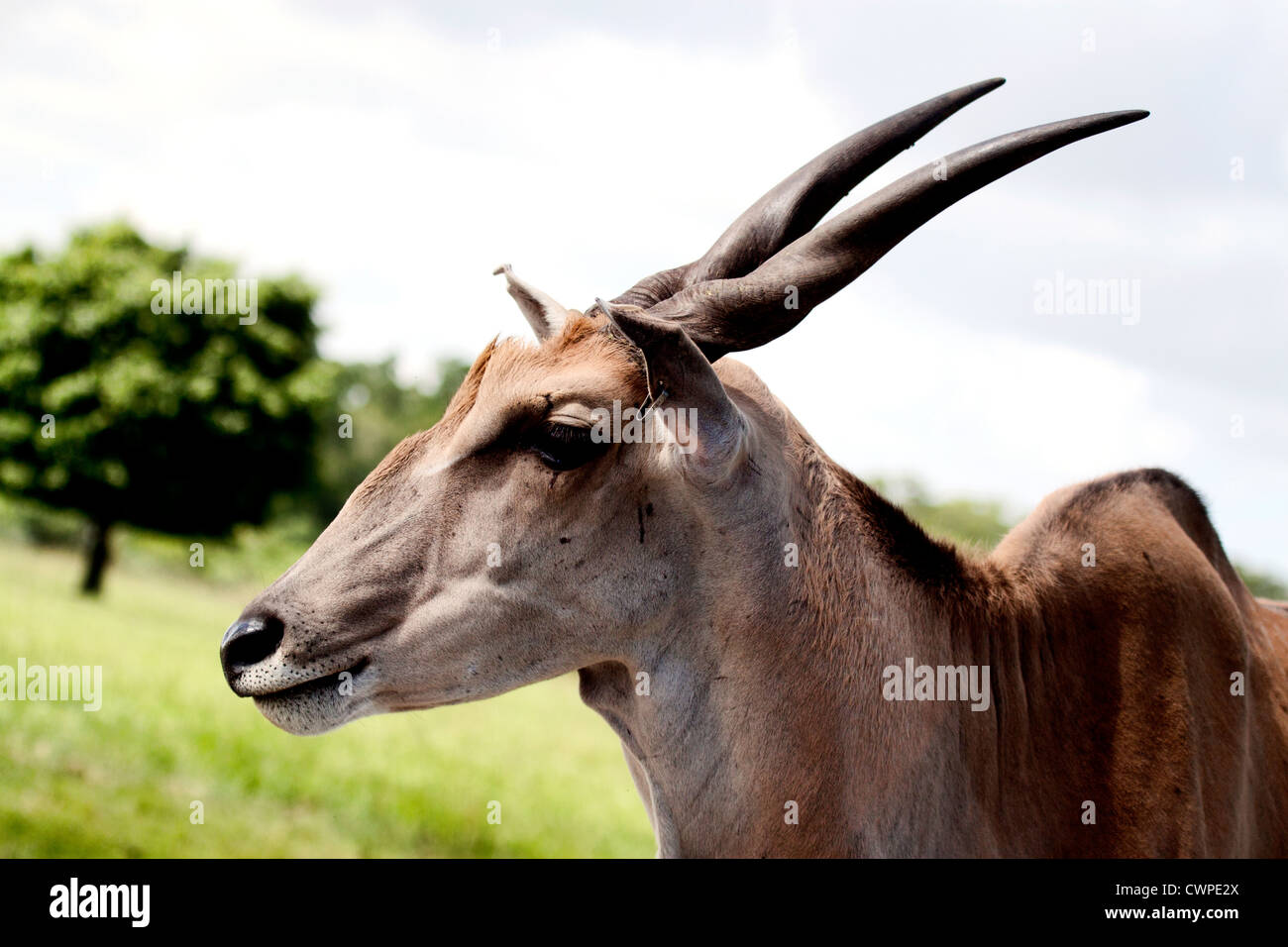 Nothing Common About This Common Eland Stock Photo