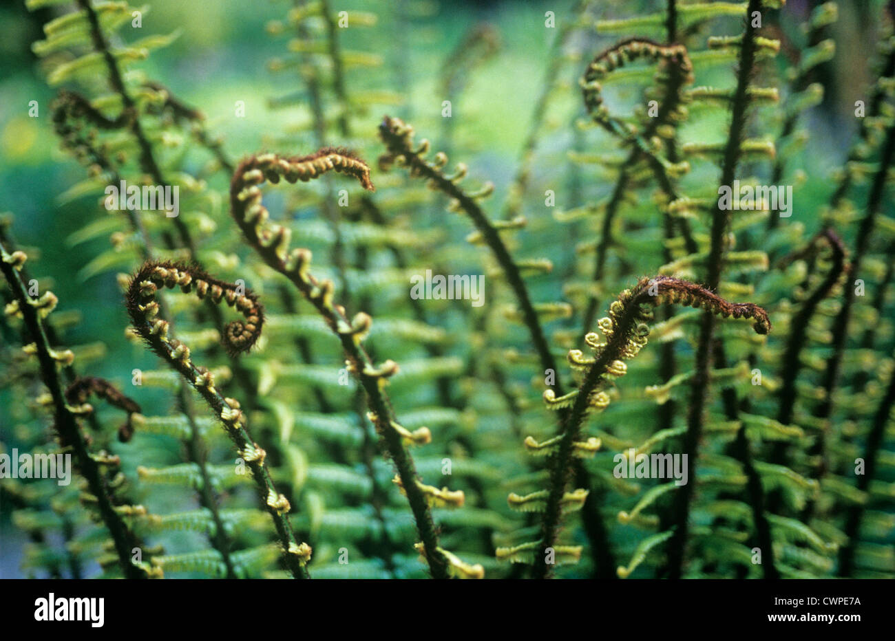 Dryopteris wallichiana, Fern, Wallich's wood fern Stock Photo