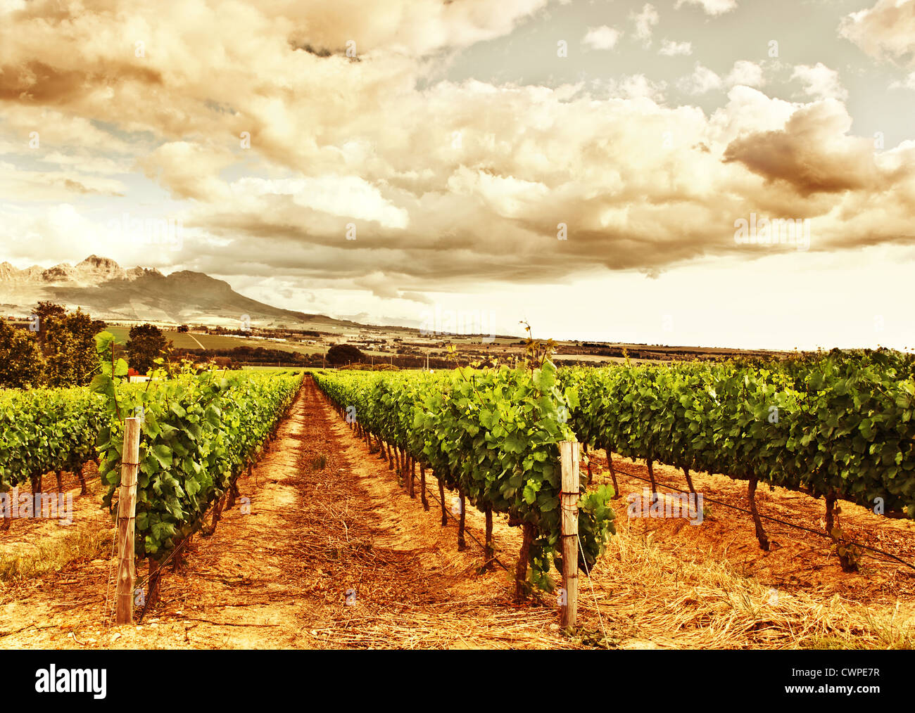 Image of grape valley, harvest season, beautiful sunset over vineyard