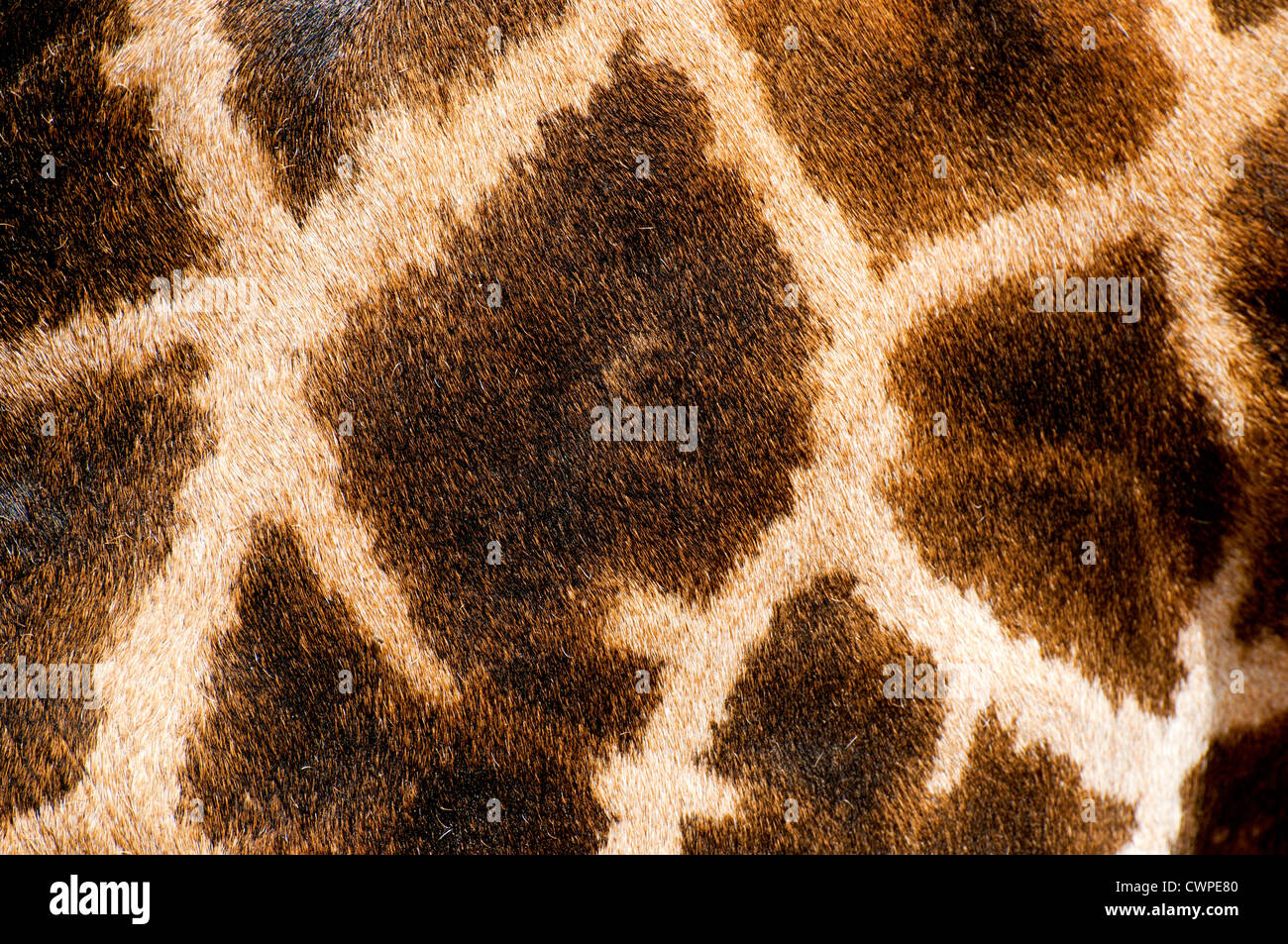 Close up shot of a giraffe fur pattern Stock Photo