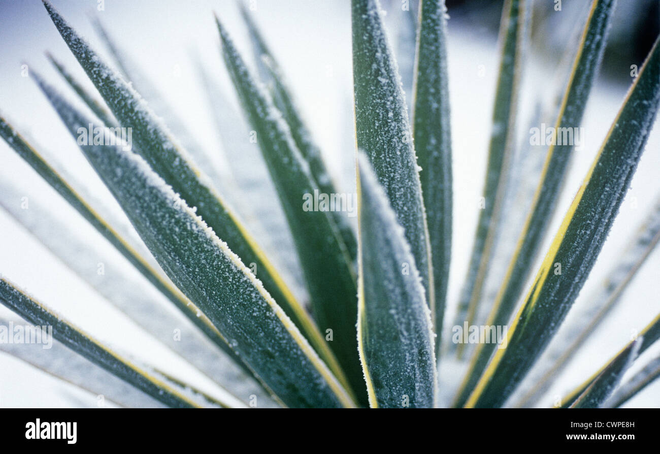 Yucca gloriosa variegata, Yucca Stock Photo