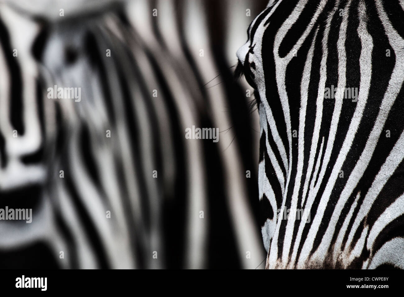 Close up shot of a zebra's face, with a herd-mate carrying the striped theme into the background. Stock Photo