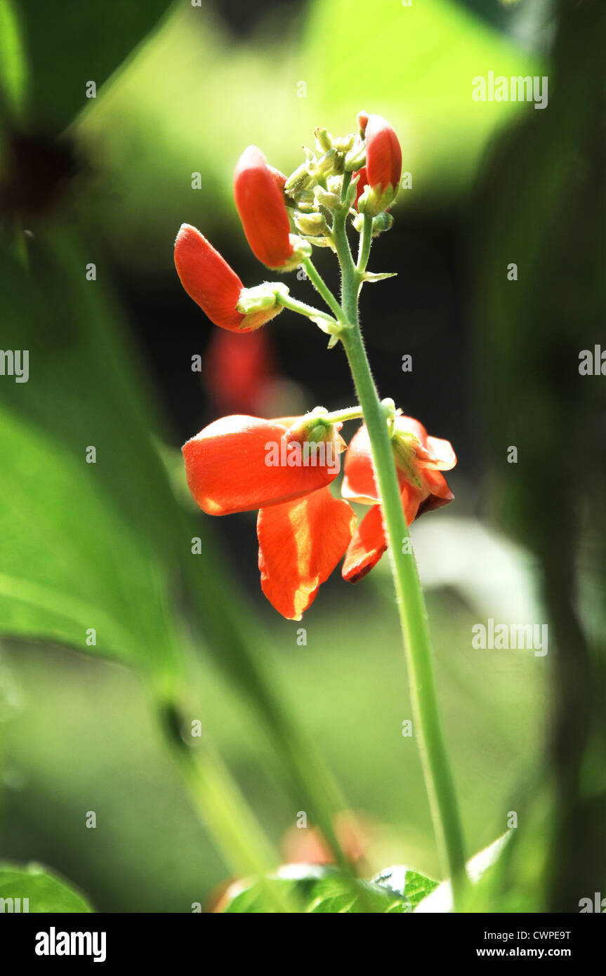 Runner bean flower hi-res stock photography and images - Alamy