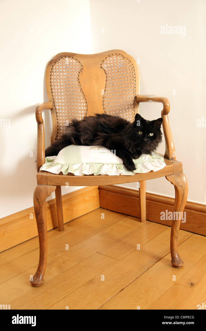 Long haired cute black cat lying on a cushion, upon a chair Stock Photo ...