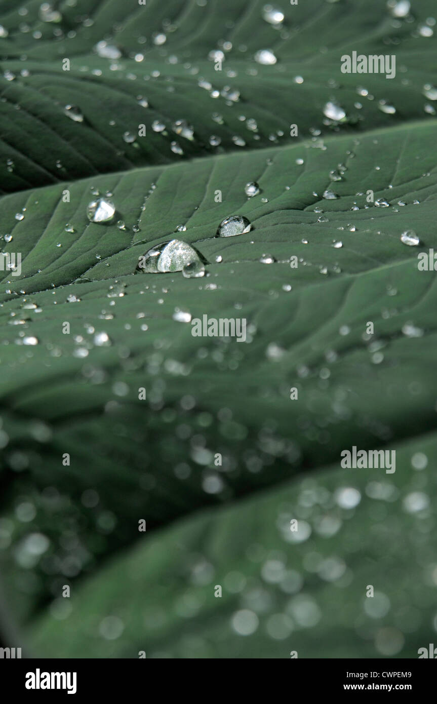 Macro view of water droplets on tropical leaf Stock Photo - Alamy