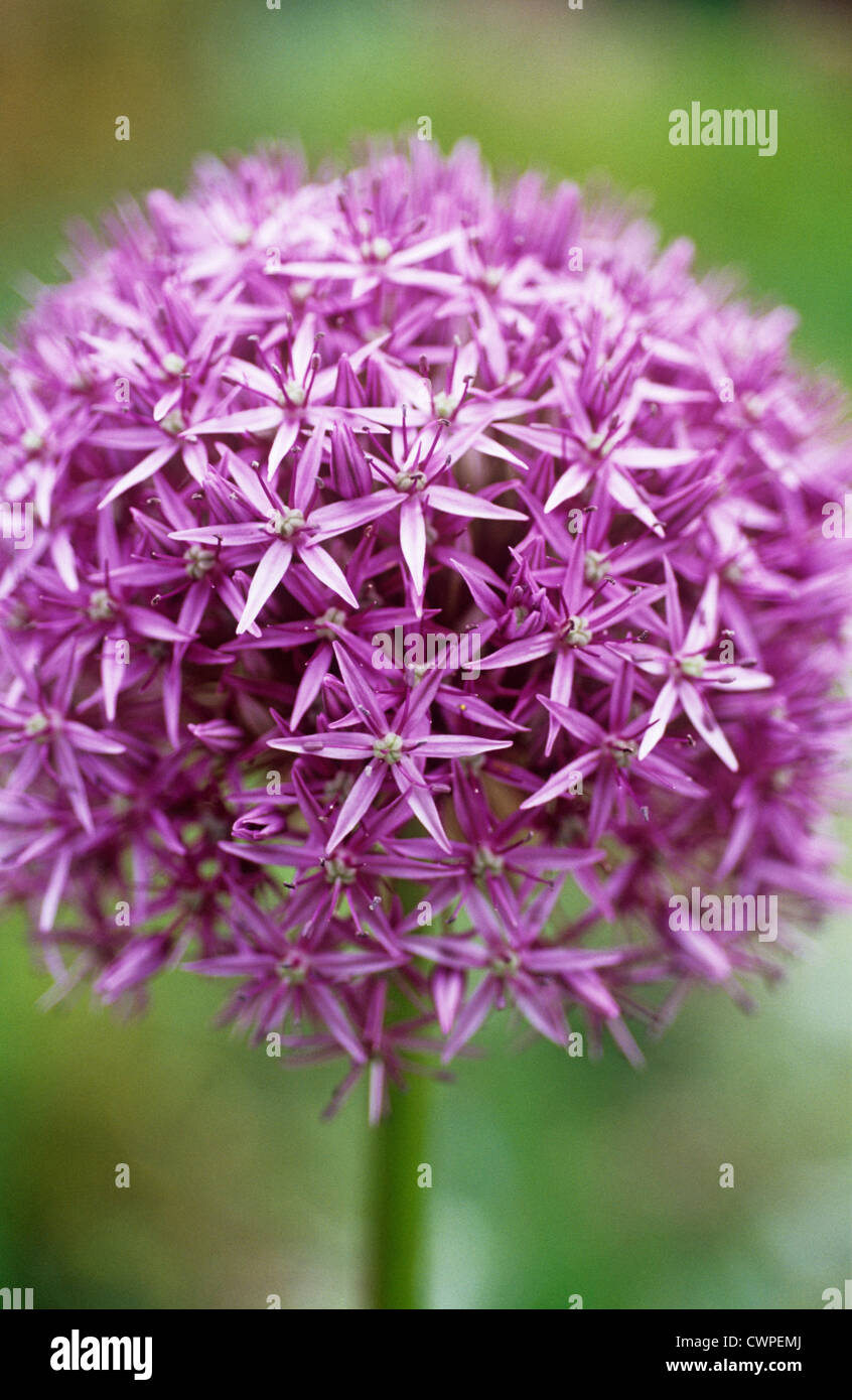 Allium rosenbachianum, Allium Stock Photo