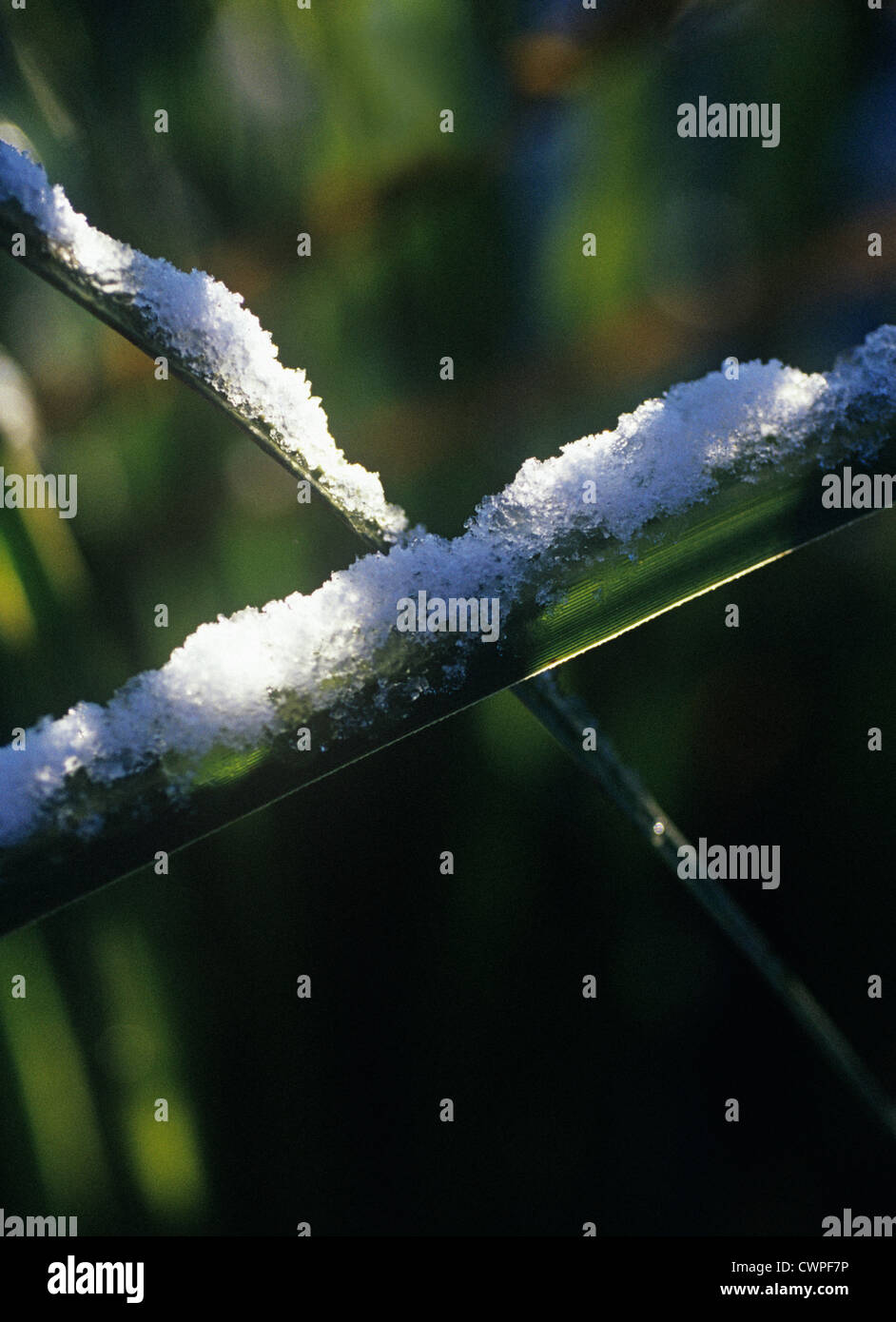 Miscanthus sinensis, Miscanthus, Chinese SIlver Grass Stock Photo Alamy