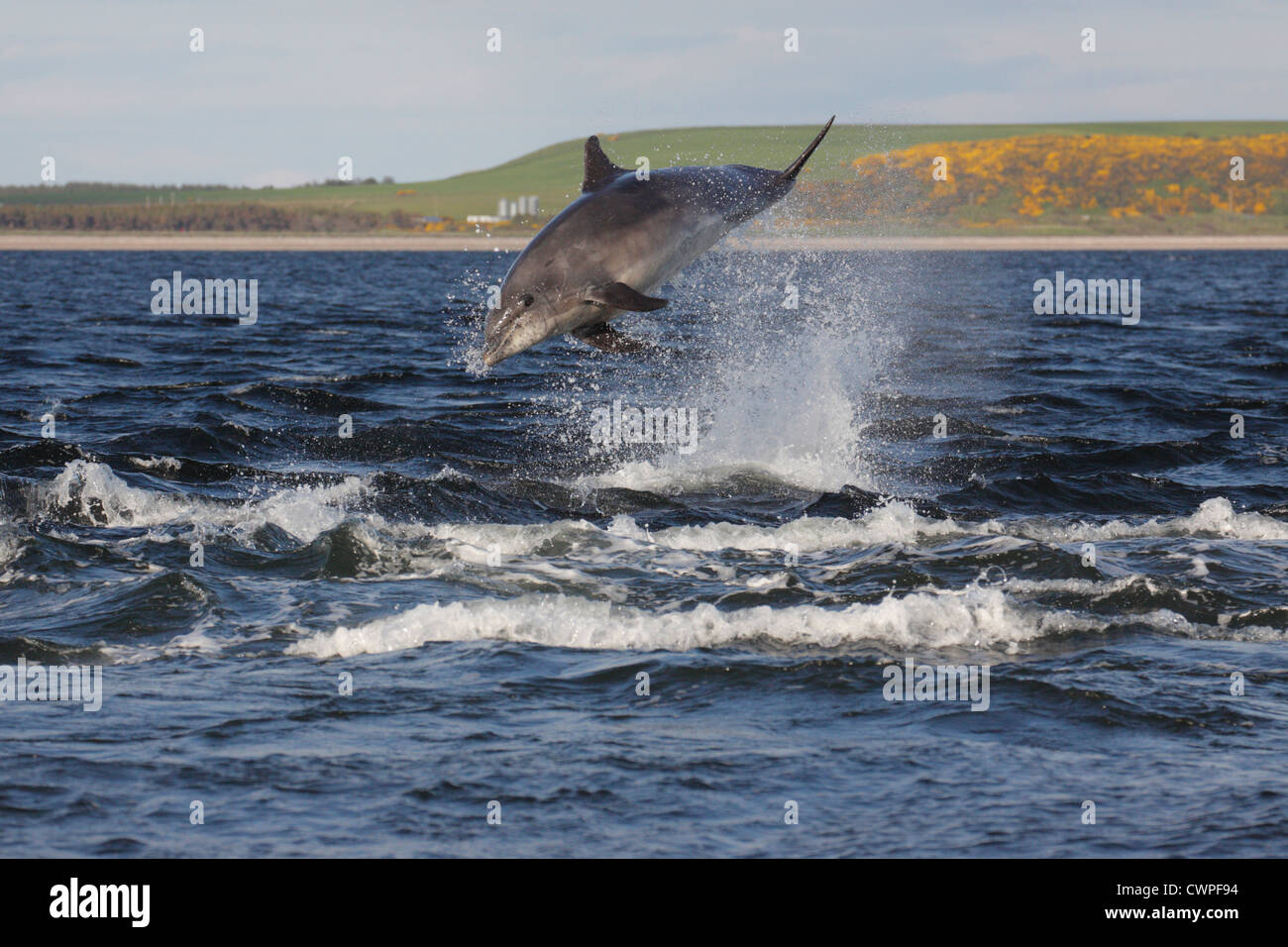 Bottlenose Dolphin (Tursiops truncatus) breaching, leaping in the Moray Firth, Chanonry Point, Scotland, UK Stock Photo