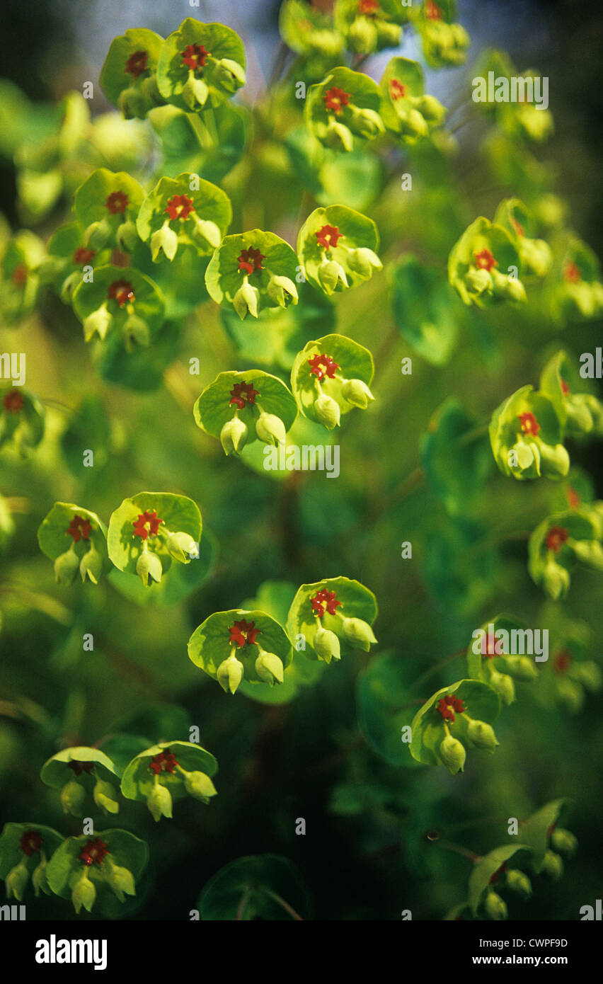 Euphorbia martinii, Euphorbia, Spurge Stock Photo