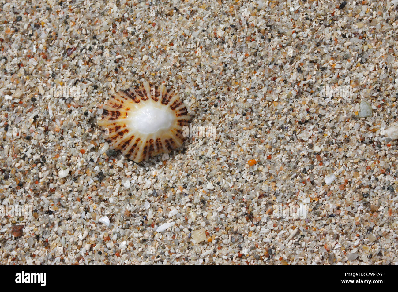 Abstract of a limpet on a beach in Ardnamurchan, Scotland, UK Stock Photo