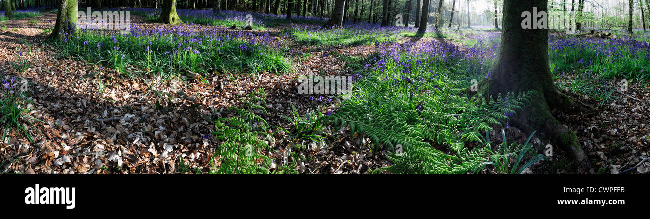 Spring Bluebell Carpet Flower wood woodland forest copse ireland irish countryside landscape Jenkinstown Wood panorama panoramic Stock Photo