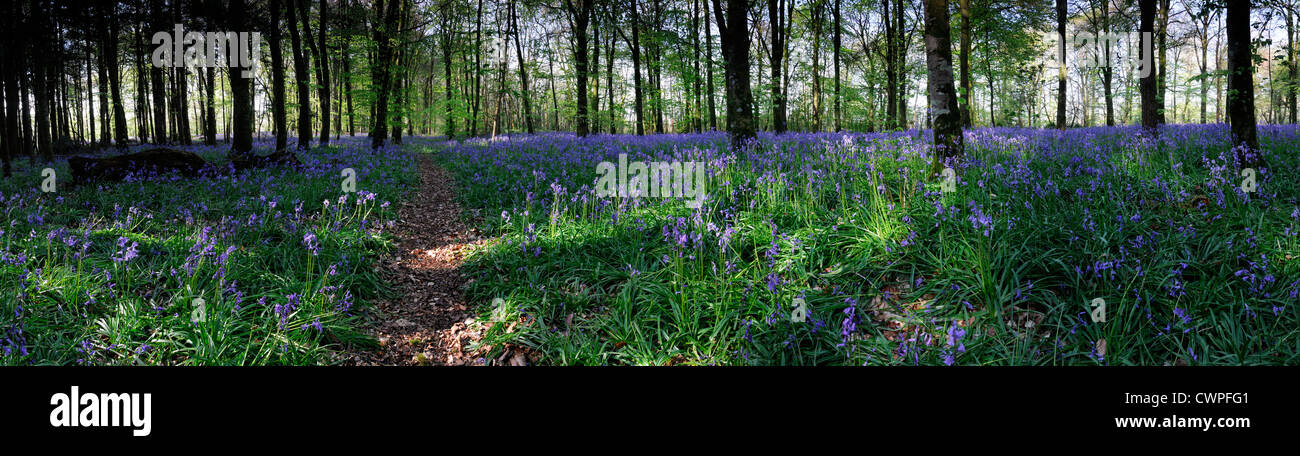 Spring Bluebell Carpet Flower wood woodland forest copse ireland irish countryside landscape Jenkinstown Wood panorama panoramic Stock Photo