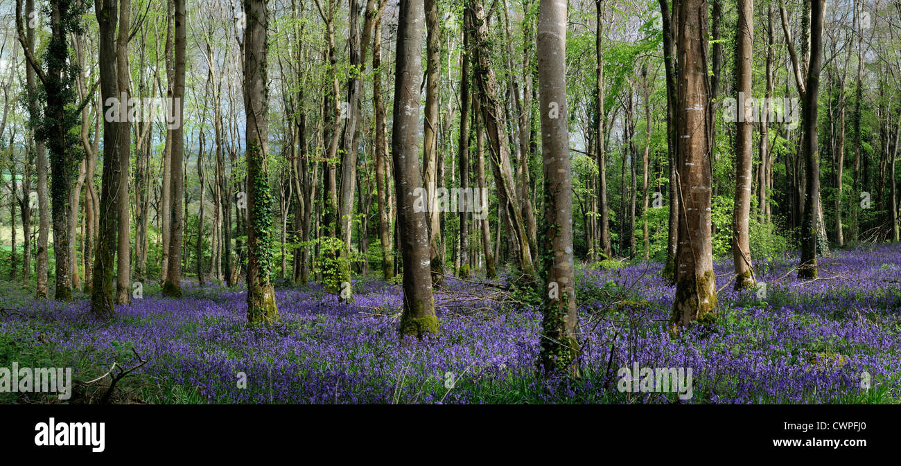Spring Bluebell Carpet Flower wood woodland forest copse ireland irish countryside landscape Moore Abbey Wood panorama panoramic Stock Photo