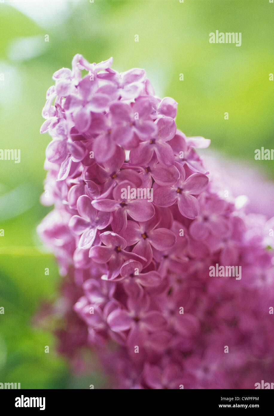 Syringa, Lilac Stock Photo