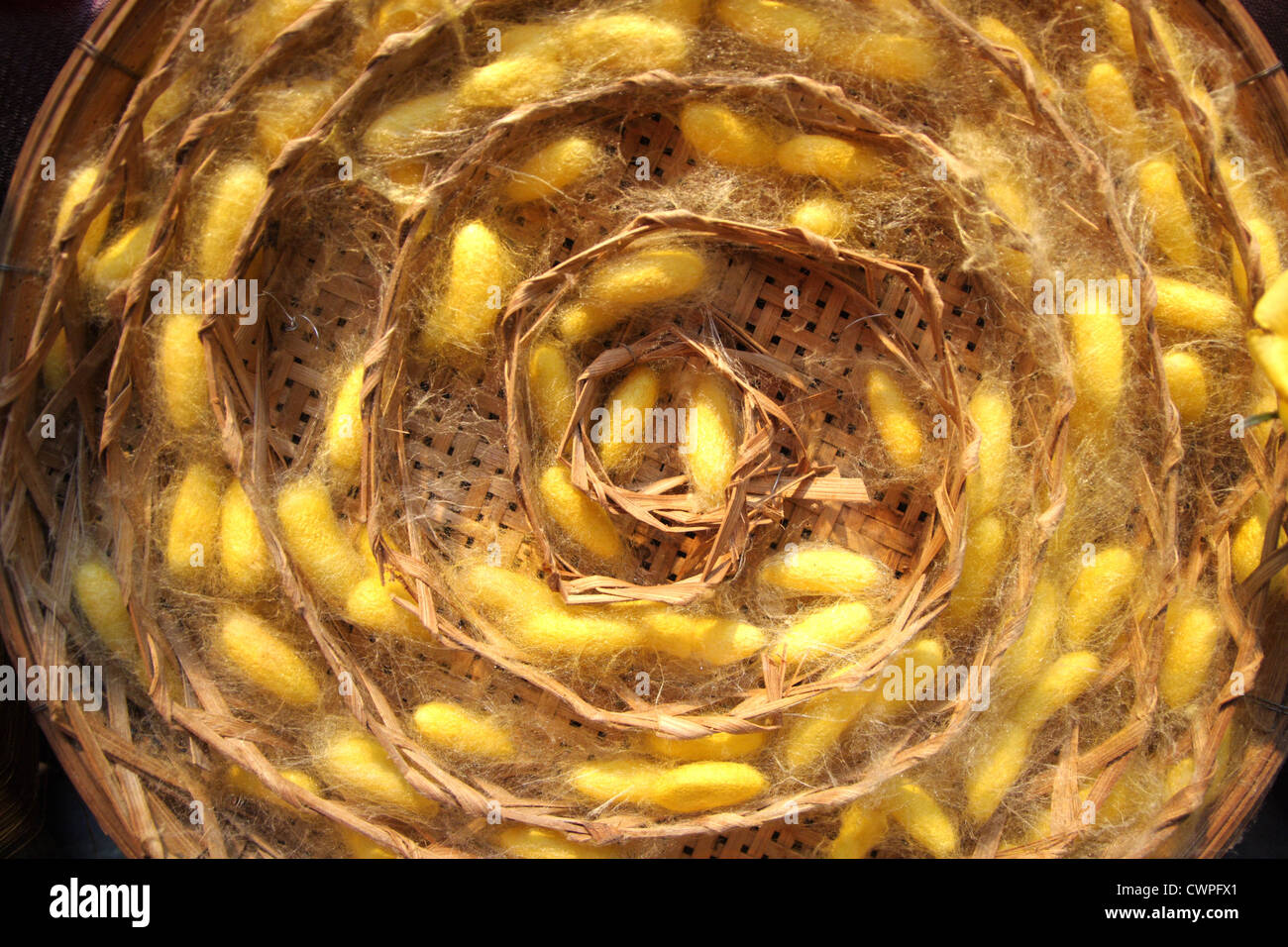Silkworm larvae inside cocoons Stock Photo