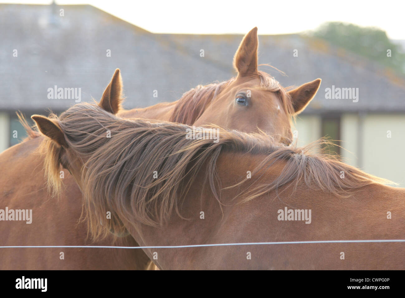 A pair of chestnut coloured horses, grooming each other Stock Photo Alamy