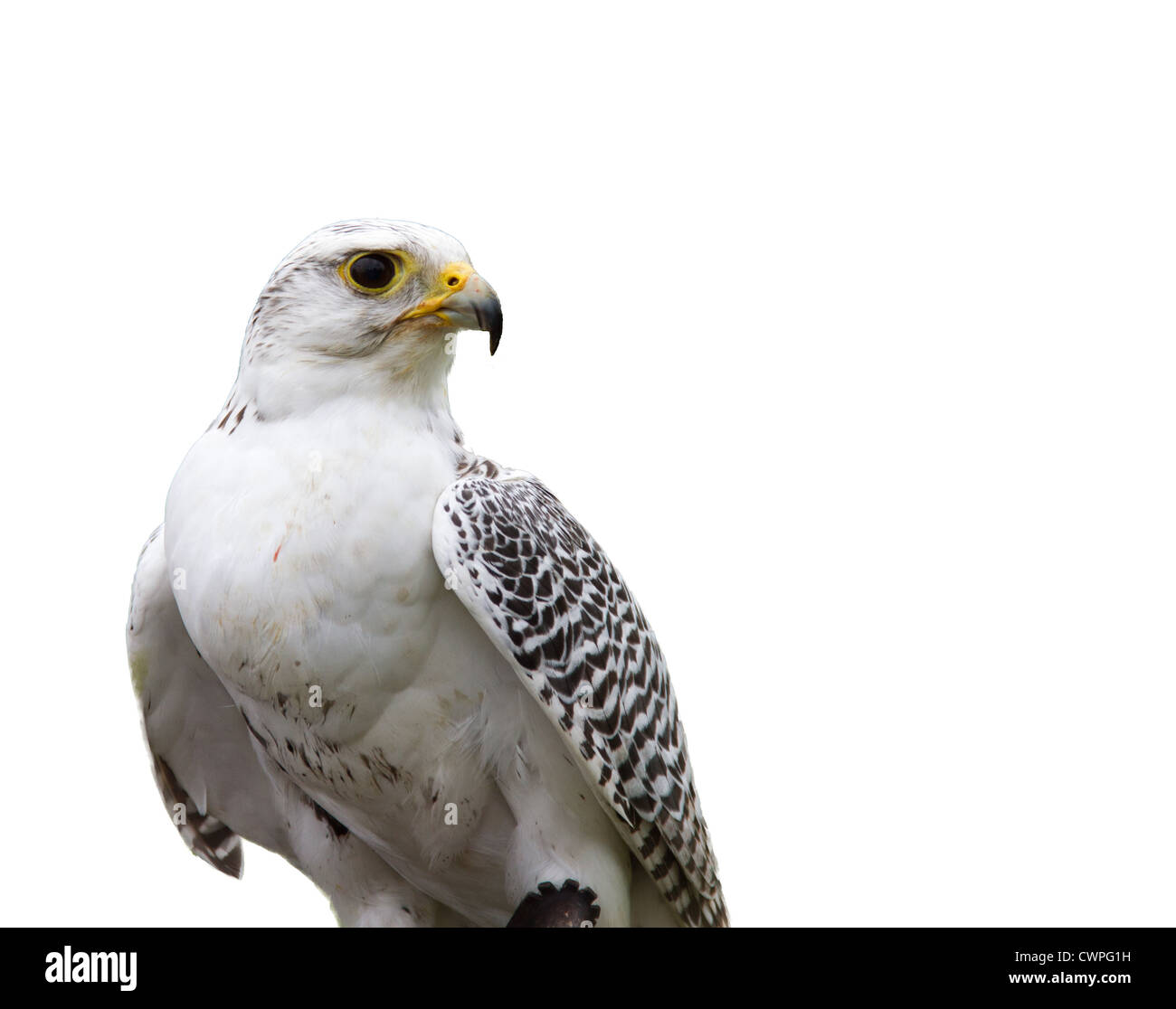 White falcon hi-res stock photography and images - Alamy